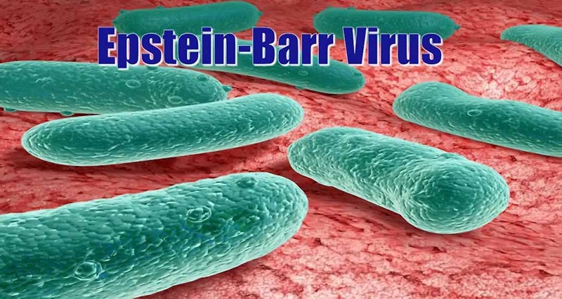 Virus  Epstein-Barr virus ( EBV, hay HHV-4) là căn nguyên hay gặp nhất của bệnh tăng bạch cầu đơn nhân nhiễm trùng